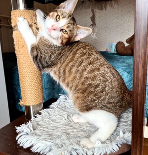 Adopter Rintintin