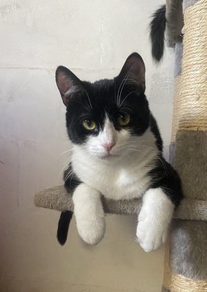 Adopter Maurice
