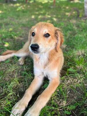 Adopter Vanille