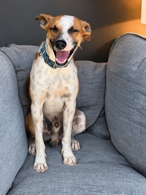Adopter Speedy