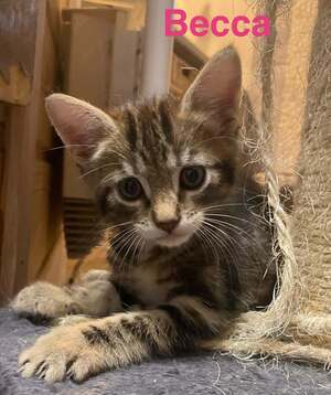 Adopter Becca