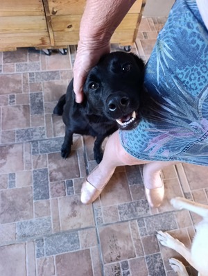 Adopter Nova 