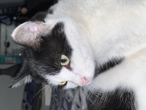 Adopter Alpha