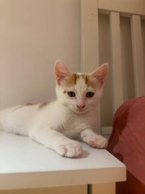 Adopter Ace