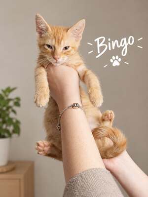 Adopter Bingo