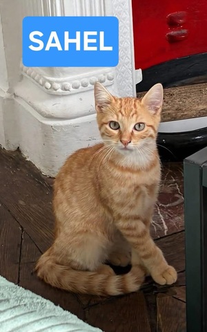 Adopter Sahel 