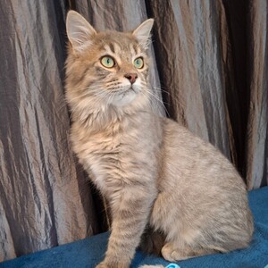 Adopter Yaos