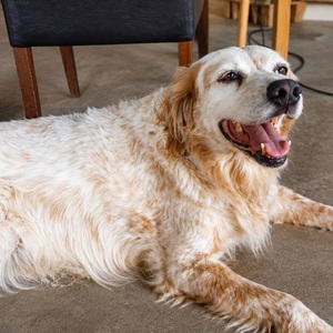 Adopter LOUNA