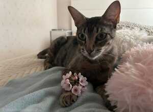 Adopter PEGGY