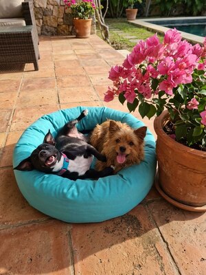 Adopter Ébène & Lenny 