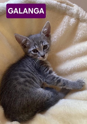 Adopter GALANGA
