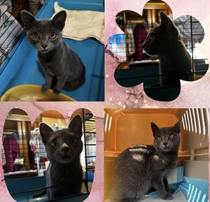 Adopter Bellissima