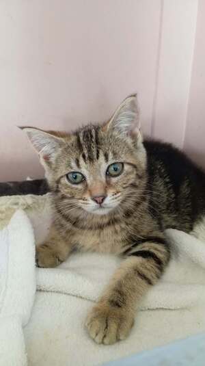 Adopter MATCHA