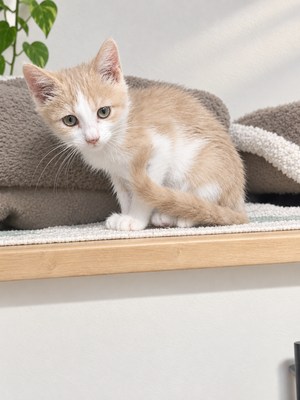 Adopter Boris