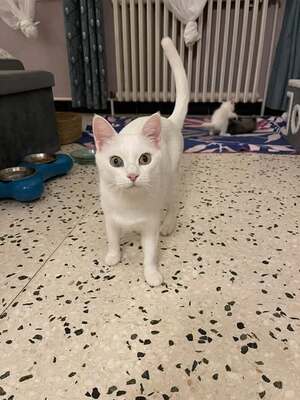 Adopter Shana