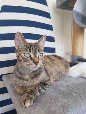 Adopter Butternut 