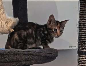Adopter Sélina
