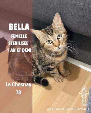 Adopter Bella