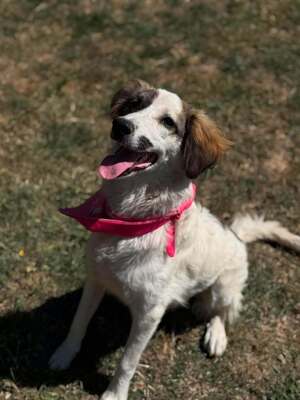 Adopter Samba