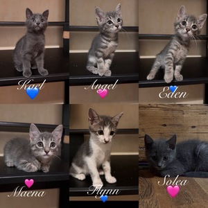 Adopter Fratrie B