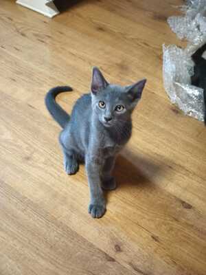 Adopter Tirsa