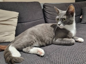 Adopter Beryl