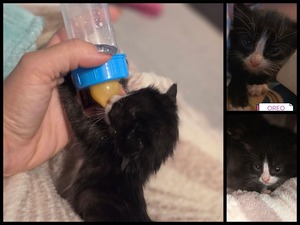 Adopter Oreo