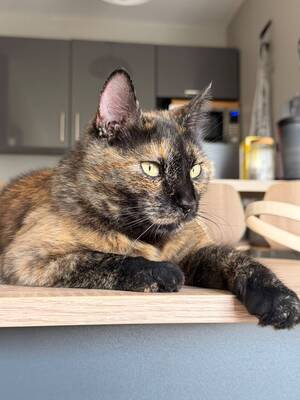Adopter Hope