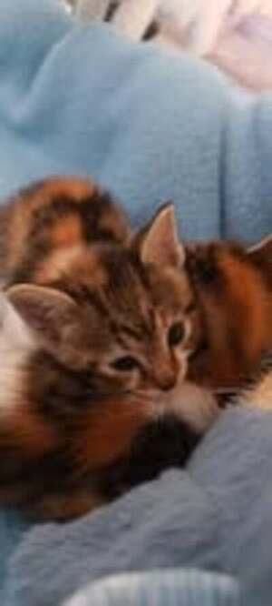 Adopter Virgule