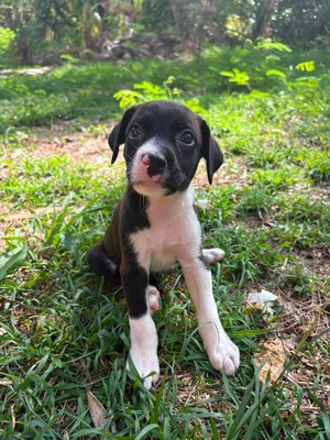 Adopter Nouche
