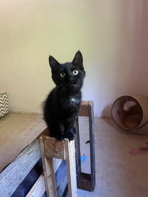 Adopter ONYX