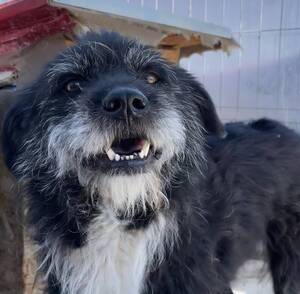 Adopter Coal