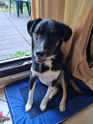 Adopter Toro