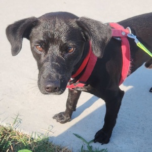 Adopter TAIRO