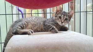 Adopter BETSY