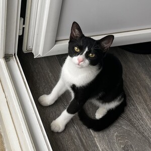 Adopter BULLE