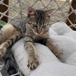 Adopter BABOU