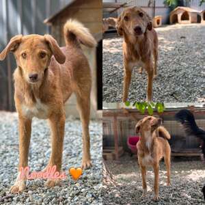 Adopter Noodles