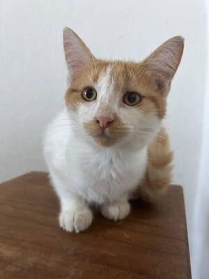 Adopter LOLA