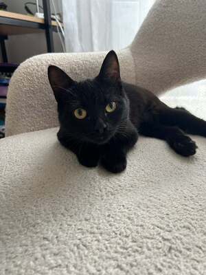 Adopter K-Sounette