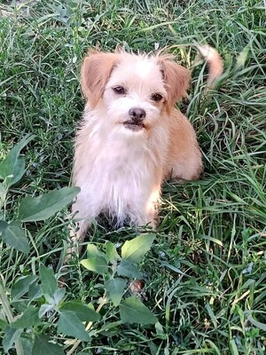 Adopter Bella