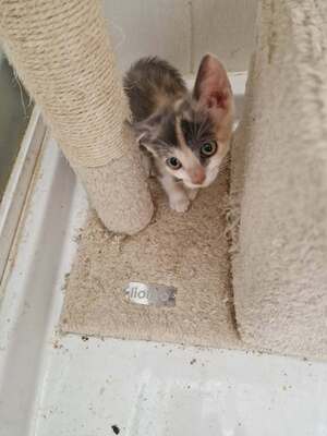 Adopter Daphnée