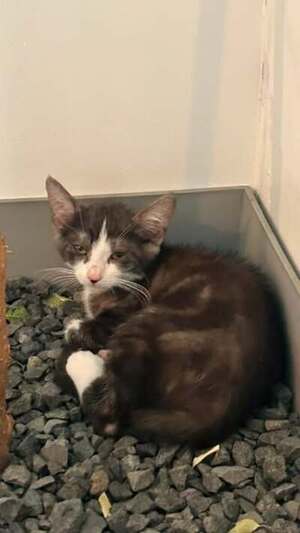 Adopter Punch