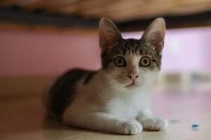 Adopter Bijou