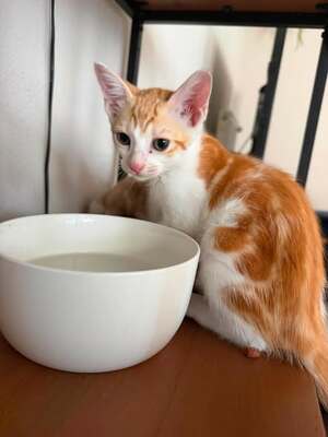 Adopter Flash