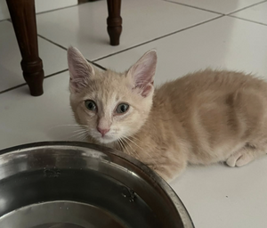 Adopter BUBULE 