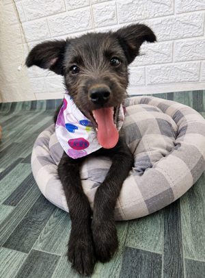 Adopter Lisho