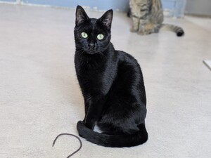 Adopter Thea