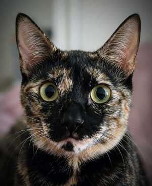 Adopter Lucky
