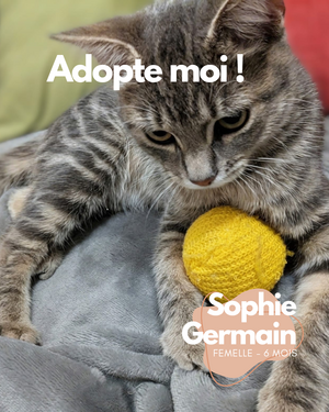 Adopter Sophie-Germain